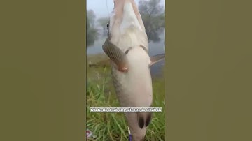 Mẹo chọn địa điểm câu cá diếc