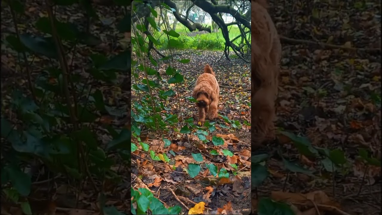 Ze zag de kat gelukkig niet! #youtubeshorts #ytshorts #dogwalk #funnydogvideos #dogcomedy