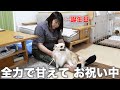 【爆笑】オカンの誕生日に愛犬とお祝いしに行ったら笑いが止まらなかったw w w【チワワのシナモン】