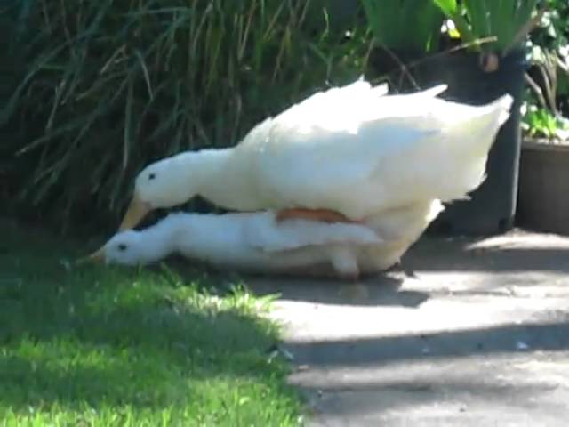 Think, that Sex organ of birds Simply Sex organ of birds are mistaken