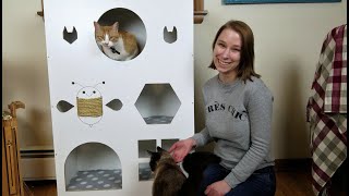 Cutest cat house made from repurposed book shelf!
