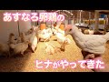 可愛いヒナ鶏たちがやってきた／あすなろ卵鶏