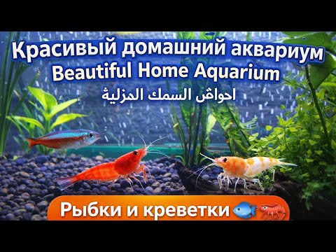 Мой аквариум с креветками и рыбками 🐠🦐 | Beautiful Home Aquarium 2026 | أحواض السمك المنزلية