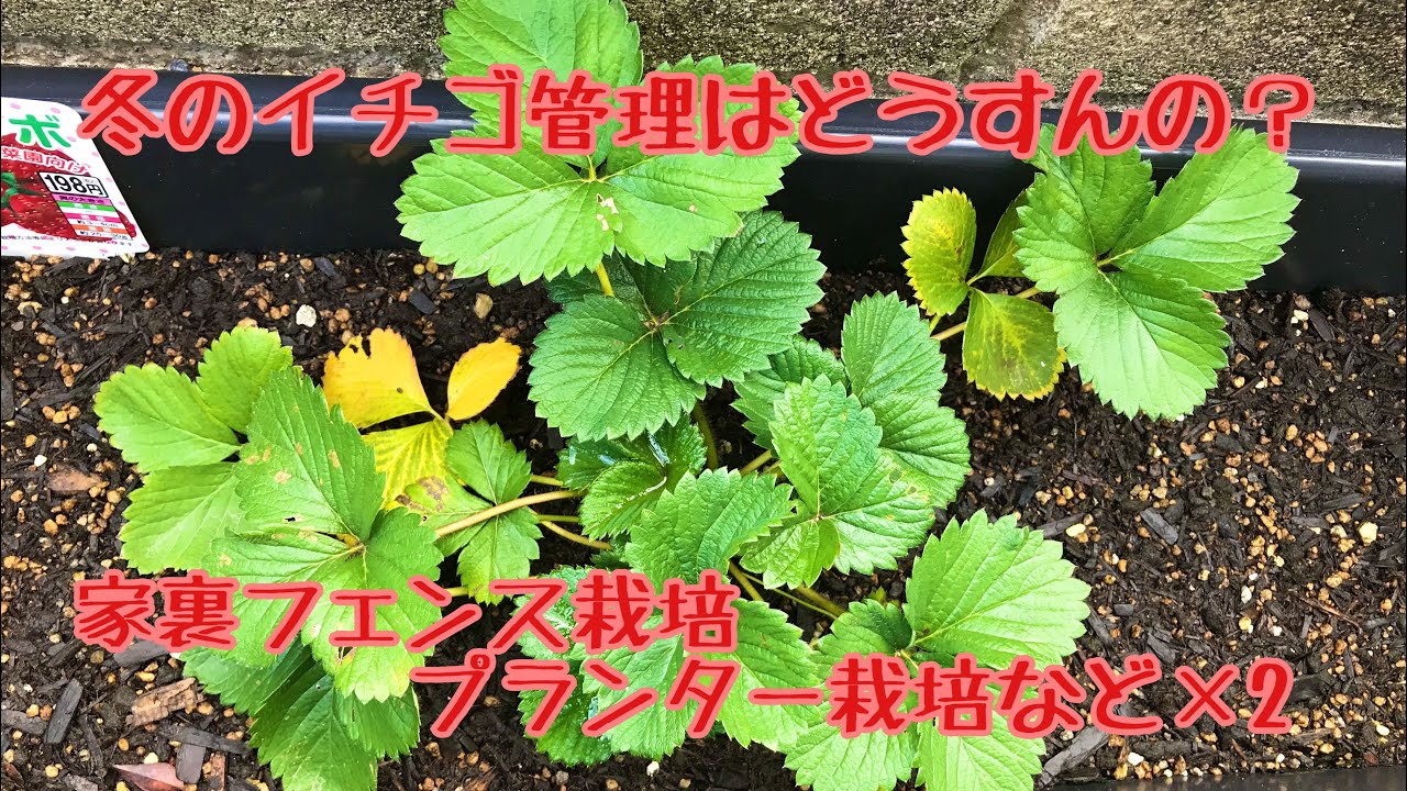 動画で家庭菜園 冬のイチゴ管理はどうすんの フェンス栽培 プランター栽培の経過報告など 2 ｈ29 10 11 Youtube