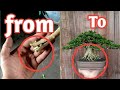 part1/program awal akar bonsai - how to make amazing root bonsai and this program root