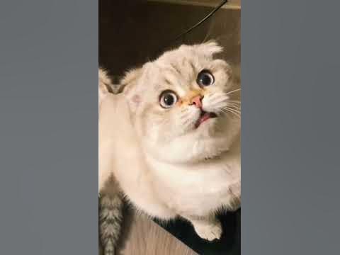 эдит Лёлик😍 Миса и Лёлик @misalelik - YouTube