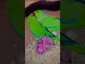 #parrot 🦜🦜🦜#viralvideo #birds #kabutarandekabdetehain #parrotcolor #foryou