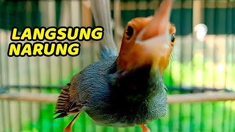 MASTERAN PRENJAK KEPALA MERAH GACOR SUARA NGALUN TANPA AMPUN COCOK UNTUK PIKAT/PANCINGAN