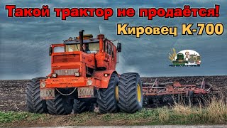 Трактор Кировец К-700 с культиватором КПС-9 ПМ подготавливает поля перед посевом!