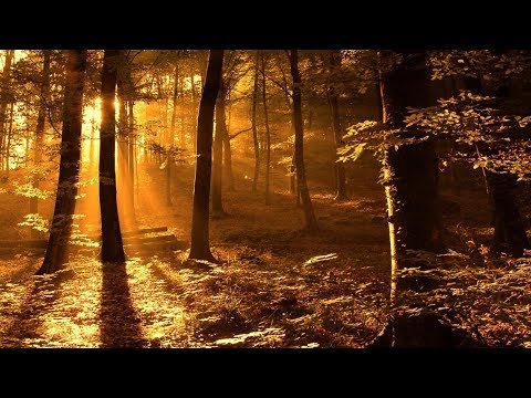 Видео: Что вызывает утренний лес?