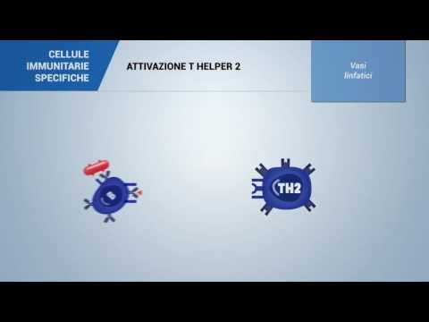 Vídeo: PDLIM2 Restringe A Diferenciação Th1 E Th17 E Previne Doenças Autoimunes