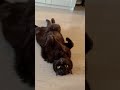Невозможно прерваться цитатыпрожизнь философия котик шотландец Невозможно прерваться цитатыпрожизнь философия котик шотландец