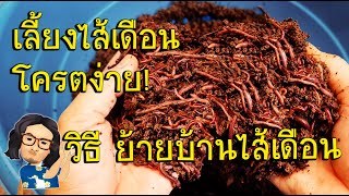 ย้ายบ้านไส้เดือนง่ายนิ๊ดเดียว วิธีเลี้ยงไส้เดือนในกาละมัง | pitt dad style