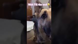 Funny dogs||#subscribe #foryou #trending #funny