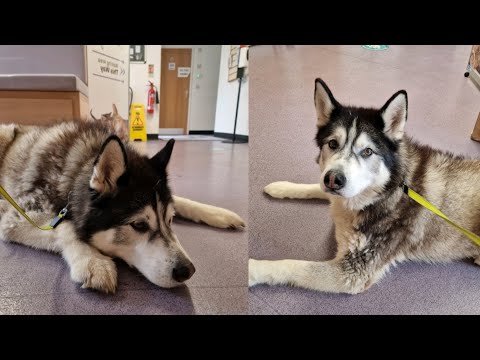 Husky Gets Taken To The Vets, He Hates Me 