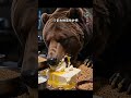 第396集:青藏高原的藏馬熊向人招手是為什麼? 科普漲知識:藏馬熊招手是引你過去,趕緊跑!藏馬熊是棕熊亞種還是獨立物種?棕熊亞種(西藏棕熊),國家二級,青藏高原。 #藏馬熊 #西藏棕熊 #棕