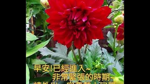 早安（红花青叶） - 天天要闻