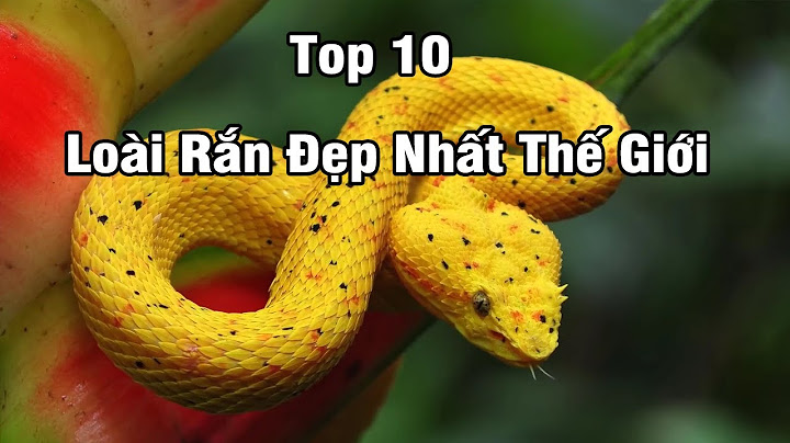 Top 10 loai ran dep nhat the gioi năm 2024