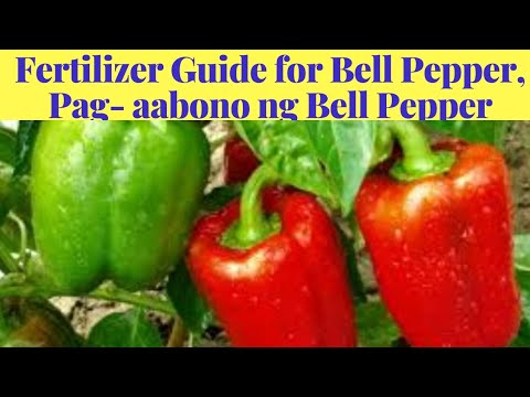 Video: Nangungunang Pagbibihis Ng Mga Peppers Ng Kampanilya: Kung Paano Pakainin Ang Mga Peppers Sa Bukas Na Patlang At Sa Isang Greenhouse Kung Hindi Maganda Ang Pagtubo Nito? Anong Mga 