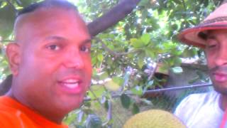 Ancient Tropical  Jackfruit Grown in America,USA.