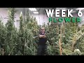 Remo&#39;s Garden Update (Day 42 Flower)