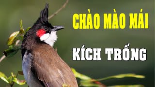 chào mào mái kích trống
