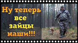 Охота на зайца с русской гончей или как я стал гончатником. Охота на зайца с русской гончей или как я стал гончатником.