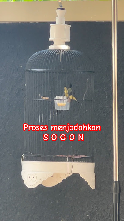 Proses Penjodohkan SOGON !!! #shorts