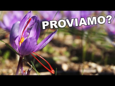 Video: Crocus (51 Foto): Cos'è E Che Aspetto Ha Un Fiore? Zafferano Da Giardino Giallo E Bianco, Semina E Viola, Trapianto Bulbo