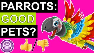 Why Parrots Make Amazing Pets!