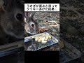 うさぎが喜ぶと思って、クッキーをあげた結果…
