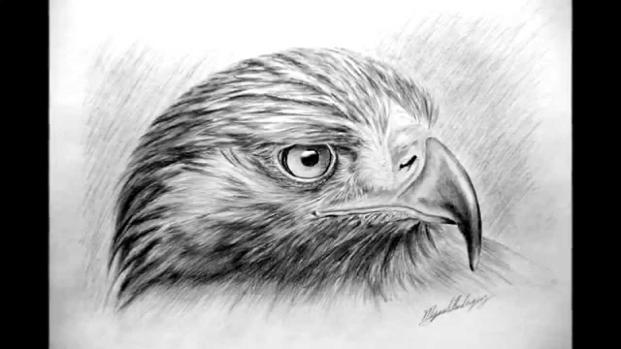 Águila Real, lápiz sobre papel / Golden eagle, pencil on paper - YouTube