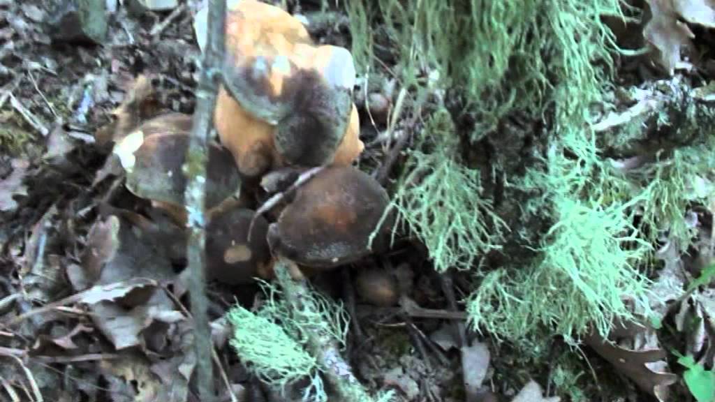 Porcini il nero che affascina da diavolorosso YouTube