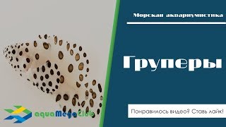 Рыбы груперы в морском аквариуме Рыбы груперы в морском аквариуме