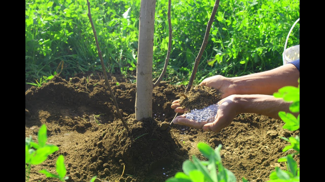 لا يمكن الاستغناء عن هذه الخلطه في التسميد الشتوي للأشجار How to