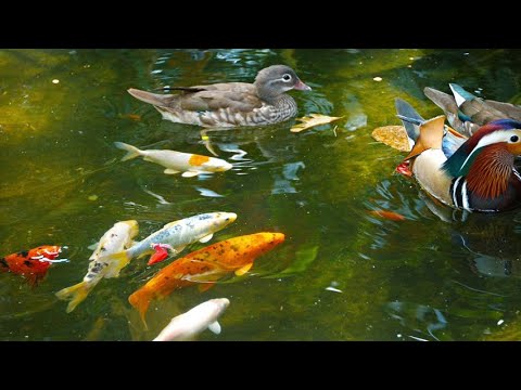 Animals with naturaly sounds. رنګارنګ حیوانات د طبعی اوازونو سره / Life is beautiful ژوند ښکلی دی