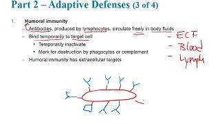 Biol 2402 Ch 21 Immune System part B Recorded Lecture Spring 2019