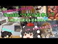 Youはいつから日本に? ~明日から使える日本動物史~