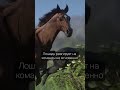 RDR 2 — как делали ИДЕАЛЬНЫХ лошадей