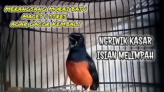 Download Lagu Murai batu Ngriwik kasar,full isian. cocok untuk merangsang murai batu macet agar cepat bunyi lagi MP3 Download Lagu Murai batu Ngriwik kasar,full isian. cocok untuk merangsang murai batu macet agar cepat bunyi lagi MP3