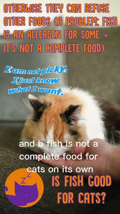 is-fish-bad-for-cats-youtube