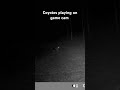 #coyote playing on #gamecamera