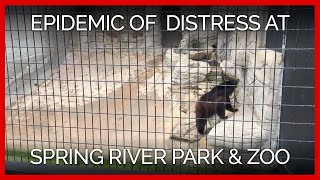 Epidemic of Psychological Distress at Spring River Park Zoo