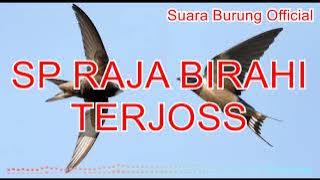 SP Walet Viral 2021 - SP Raja Birahi super ampuh 100% JOSS