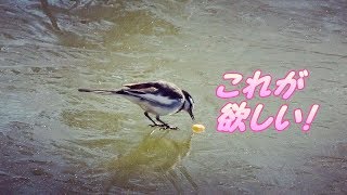 氷上のセキレイ 餌が転がり悪戦苦闘 野鳥 観察 Japanese wagtail It's difficult to eat! セグロセキレイ ハクセキレイ セキレイ 検索動画45 氷上のセキレイ 餌が転がり悪戦苦闘 野鳥 観察 Japanese wagtail It's difficult to eat! セグロセキレイ ハクセキレイ セキレイ 検索動画 45
