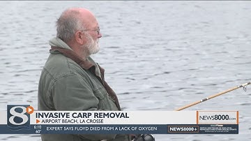 Water crews netting invasive carp on the Upper Mississippi near La Crosse