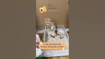 Mèo cũng biết đánh rắm giống như con người sao? - Pet Corner