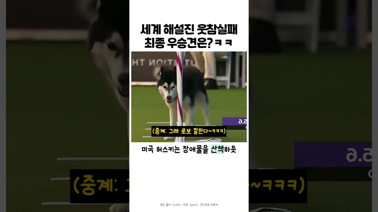 어질리티 세계 중계진들 빵터지게했던 귀염둥이 강아지들 #강아지 #도그독 #어질리티 #반려견 #리트리버 #허스키 #웰시코기