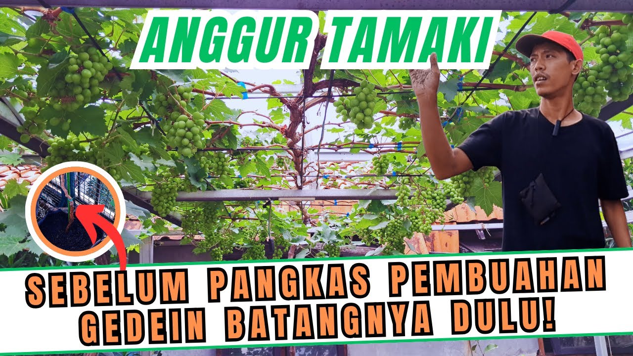 BEGINI TRIKNYA‼️ GEDEIN DULU BATANG POHON ANGGURNYA SEBELUM PANGKAS PEMBUAHAN! SIMAK CARANYA