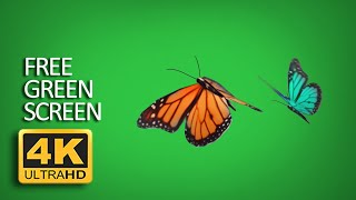 Free Green Screen - Realistic Butterfly Individual Animated [4K]